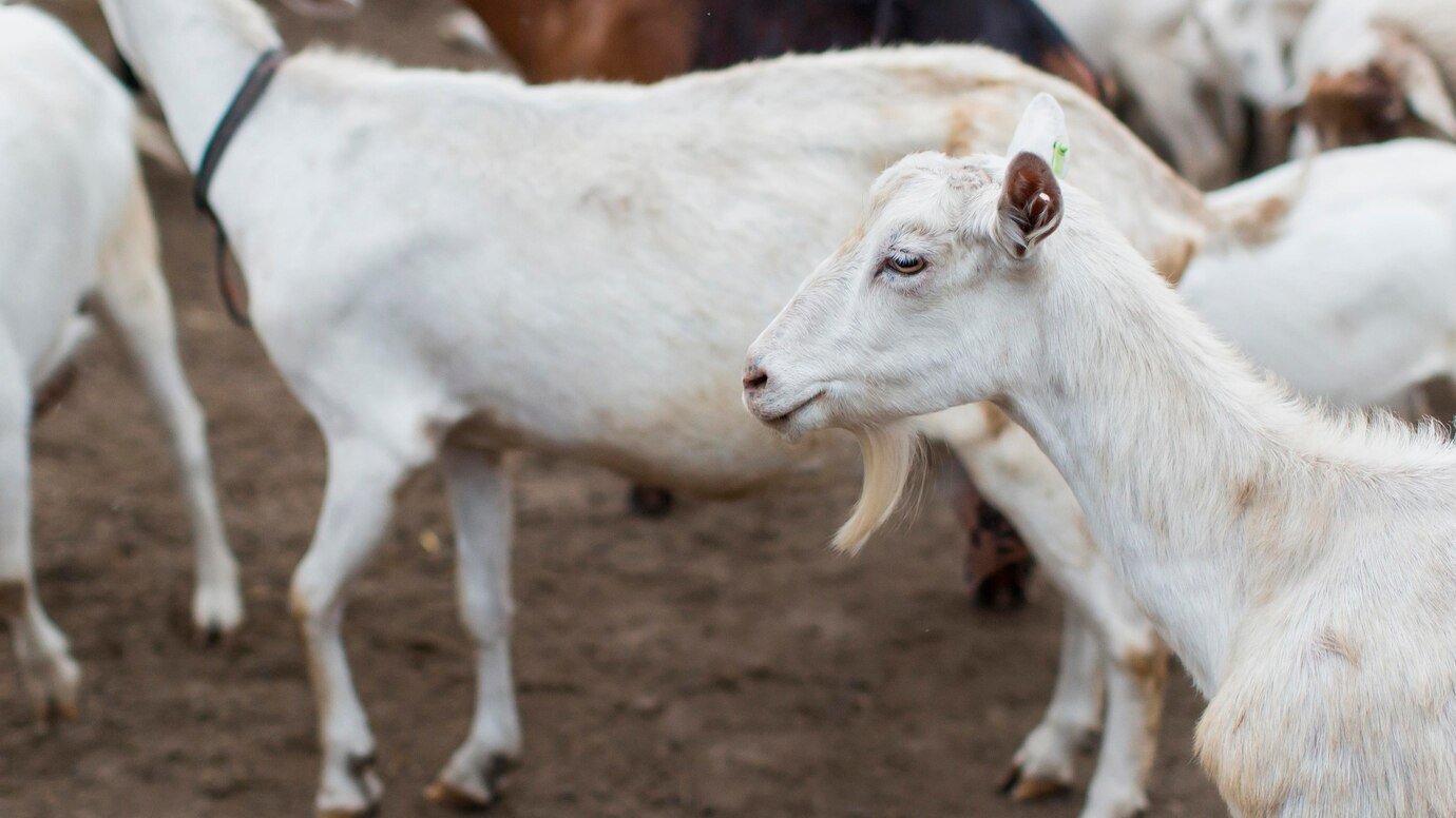 close-up-goats-far
