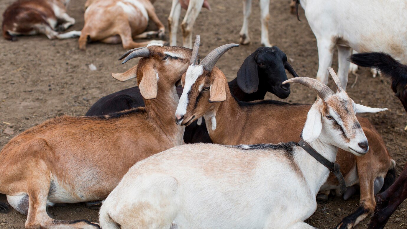 close-up-goatss